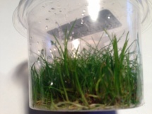  Eleocharis sp. mini -In Vitro cup